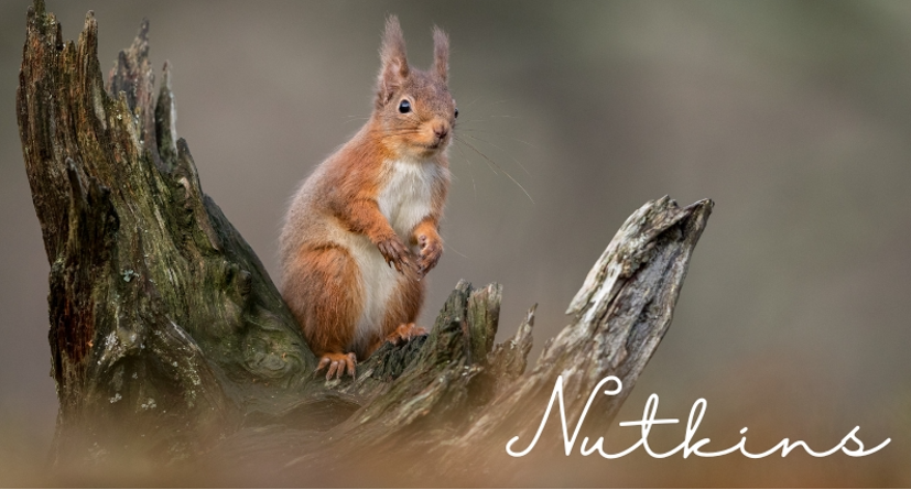 Beatrix Potter